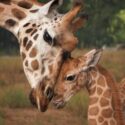 Waarom deze giraffen en vogels uniek zijn voor Europa Waarom deze giraffen en vogels uniek zijn voor Europa
