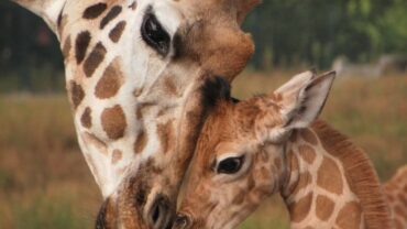 Waarom deze giraffen en vogels uniek zijn voor Europa
