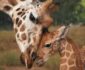 Waarom deze giraffen en vogels uniek zijn voor Europa Waarom deze giraffen en vogels uniek zijn voor Europa